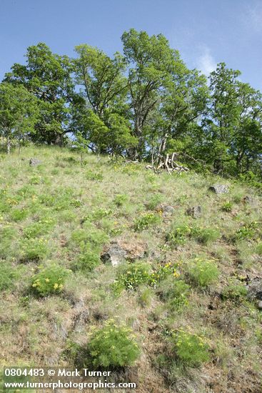 Lomatium suksdorfii; Quercus garryana