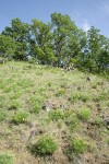 Suksdorf's Desert Parsley on hillside below Garry Oaks