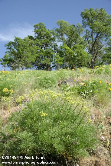 Lomatium suksdorfii; Quercus garryana