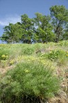 Suksdorf's Desert Parsley on hillside below Garry Oaks