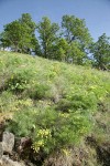 Suksdorf's Desert Parsley on hillside below Garry Oaks
