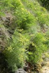 Suksdorf's Desert Parsley on steep hillside