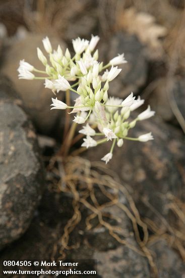 Allium acuminatum