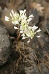 Tapertip Onion blossoms (white form)
