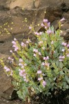 Barrett's Penstemon