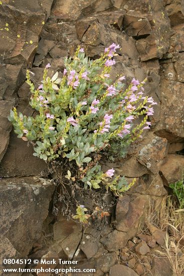 Penstemon barrettiae