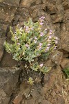 Barrett's Penstemon on basalt cliff
