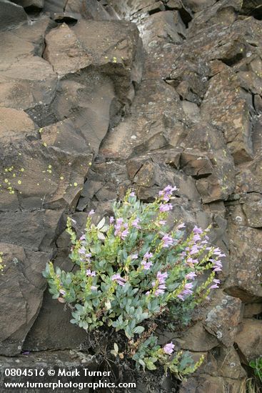 Penstemon barrettiae