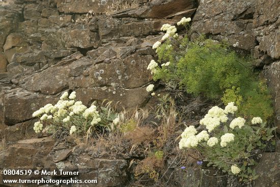 Eriogonum compositum