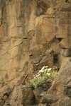 Heartleaf Buckwheat & Barrett's Penstemon on basalt cliff