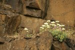 Heartleaf Buckwheat & Barrett's Penstemon on basalt cliff