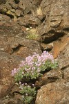 Barrett's Penstemon on basalt cliff