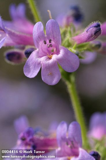 Penstemon pruinosus