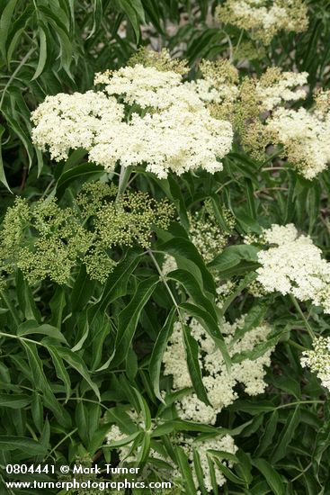 Sambucus nigra ssp. cerulea