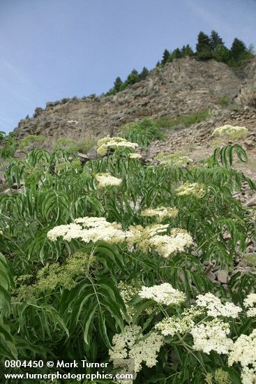Sambucus nigra ssp. cerulea