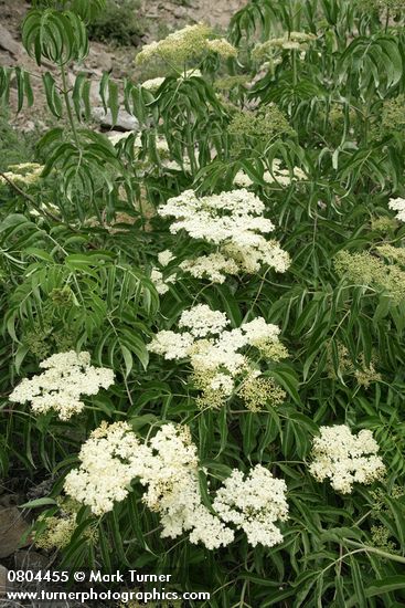Sambucus nigra ssp. cerulea