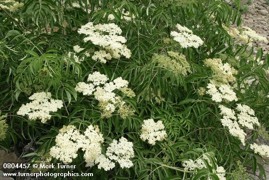 Sambucus nigra ssp. cerulea