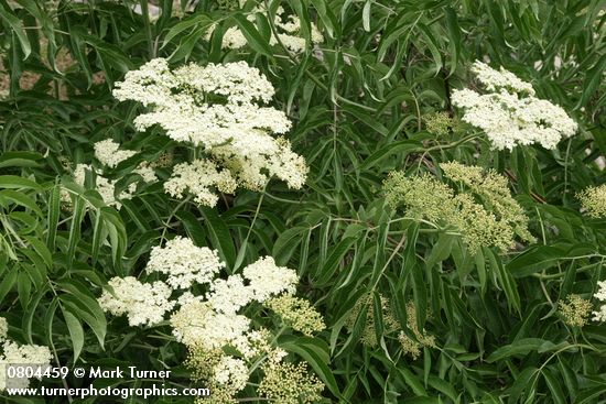 Sambucus nigra ssp. cerulea