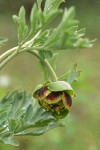 Western Peony blossom & foliage