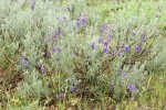 Upland Larkspur among Stiff Sagebrush