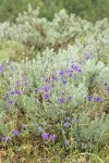 Upland Larkspur among Stiff Sagebrush