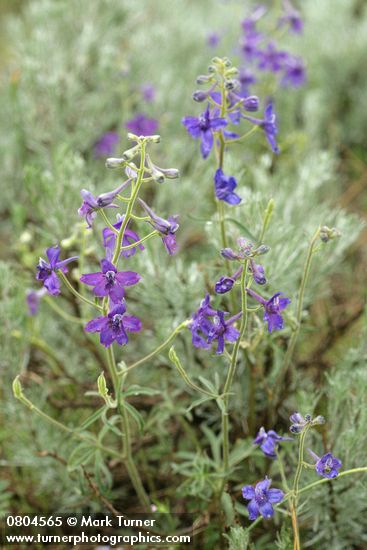 Delphinium nuttallianum