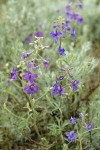 Upland Larkspur