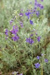 Upland Larkspur