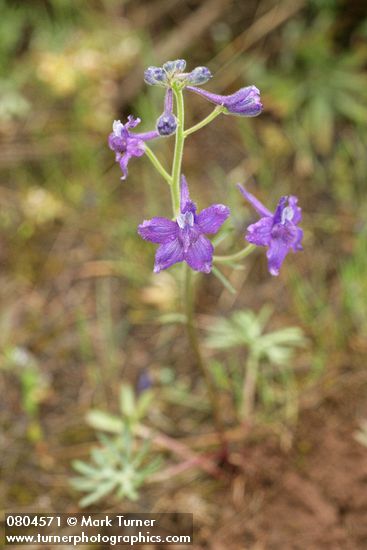 Delphinium nuttallianum