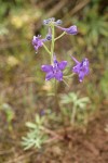 Upland Larkspur