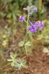 Upland Larkspur