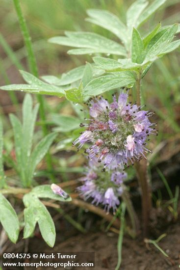 Hydrophyllum capitatum var. capitatum