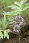 Ballhead Waterleaf