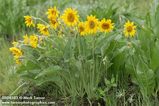 Balsamorhiza sagittata