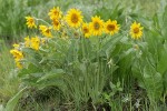 Arrowleaf Balsamroot