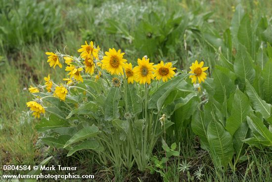 Balsamorhiza sagittata