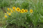 Arrowleaf Balsamroot