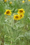Arrowleaf Balsamroot