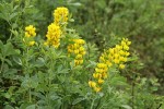 Mountain Golden-pea