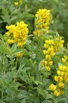 Mountain Golden-pea