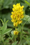 Mountain Golden-pea blossoms