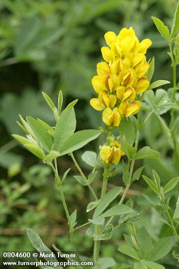 Thermopsis montana