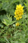 Mountain Golden-pea blossoms & foliage
