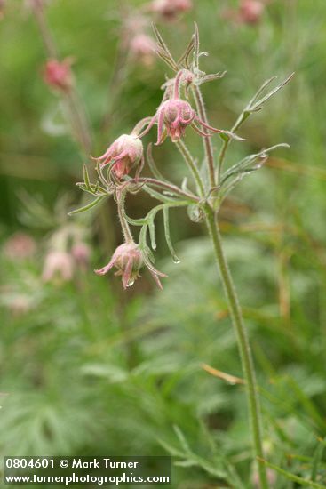 Geum triflorum
