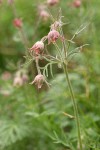 Prairie Smoke blossoms