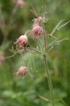 Prairie Smoke blossoms