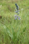 Common Camas
