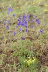 Upland Larkspur