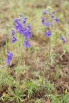 Upland Larkspur