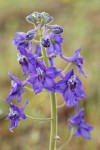 Upland Larkspur blossoms